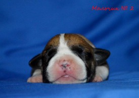 S9BASP_G9Dk.jpg (72.69 КБ, Просмотров: 1874) S9BASP_G9Dk.jpg