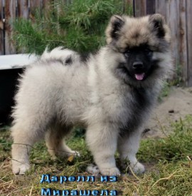 image (7).jpg (166.83 КБ, Просмотров: 3447) image (7).jpg