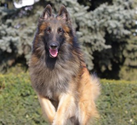 995913_289649811172327_1812490133_n.jpg (67.5 КБ, Просмотров: 1793) 995913_289649811172327_1812490133_n.jpg