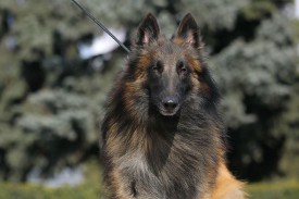 995913_289649817838993_545215652_n.jpg (50.01 КБ, Просмотров: 1793) 995913_289649817838993_545215652_n.jpg