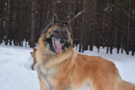 0_ce6d6_57483cbd_L.jpeg (32.65 КБ, Просмотров: 1843) 0_ce6d6_57483cbd_L.jpeg