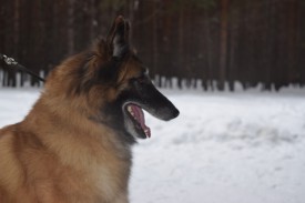 0_ce7b4_e7cd348f_L.jpeg (24.99 КБ, Просмотров: 1843) 0_ce7b4_e7cd348f_L.jpeg