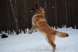 10961933_667738923337598_585144931_n.jpg (74.15 КБ, Просмотров: 1679) 10961933_667738923337598_585144931_n.jpg