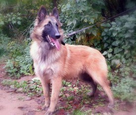 12032497_778742012237288_1360712710_n.jpg (87.92 КБ, Просмотров: 1678) 12032497_778742012237288_1360712710_n.jpg