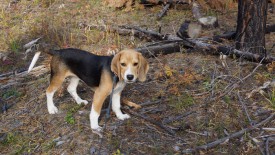 DSC04255-1.jpg (244.6 КБ, Просмотров: 1250) DSC04255-1.jpg