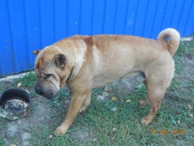 ramdisk_crop_137105739_SumQVH.jpg (30.76 КБ, Просмотров: 1472) ramdisk_crop_137105739_SumQVH.jpg