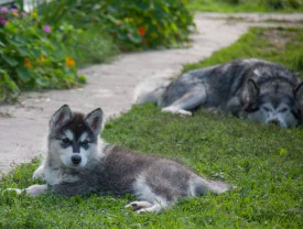 щенки-2-месяца---13.jpg (79.62 КБ, Просмотров: 1769) щенки-2-месяца---13.jpg