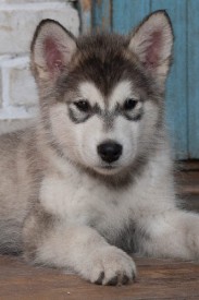 Глория Солнечный Зайчмк .jpg (59.98 КБ, Просмотров: 1769) Глория Солнечный Зайчмк .jpg