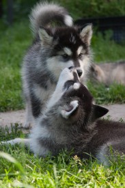 щенки-2-месяца---17.jpg (70.14 КБ, Просмотров: 1756) щенки-2-месяца---17.jpg