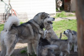 щенки-2-месяца---15.jpg (58.64 КБ, Просмотров: 1756) щенки-2-месяца---15.jpg