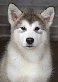 щенки-3-мес---014.jpg (22.67 КБ, Просмотров: 1722) щенки-3-мес---014.jpg