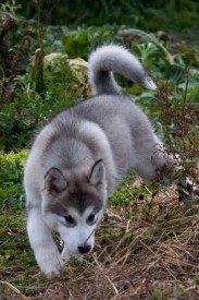 щенки-3-мес---004.jpg (41.37 КБ, Просмотров: 1723) щенки-3-мес---004.jpg