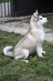 щенки-3-мес---008.jpg (40.42 КБ, Просмотров: 1723) щенки-3-мес---008.jpg