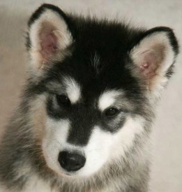 щенки-3-мес---013.jpg (93.59 КБ, Просмотров: 1723) щенки-3-мес---013.jpg