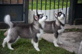 щенки-3-мес---009.jpg (34.8 КБ, Просмотров: 1723) щенки-3-мес---009.jpg