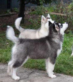 щенки-3-мес---007.jpg (59.14 КБ, Просмотров: 1723) щенки-3-мес---007.jpg