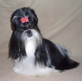 каченка2.jpg (50.26 КБ, Просмотров: 4692) каченка2.jpg