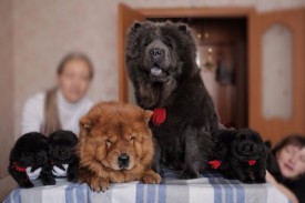 наша семья.jpg (41.27 КБ, Просмотров: 1430) наша семья.jpg