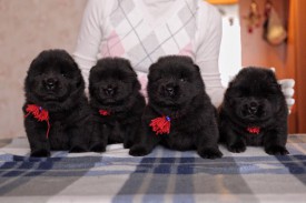 наши малыши.jpg (44.24 КБ, Просмотров: 1430) наши малыши.jpg