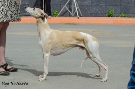 11755879_929032463835168_8951194224412553815_n.jpg (116.81 КБ, Просмотров: 1805) 11755879_929032463835168_8951194224412553815_n.jpg