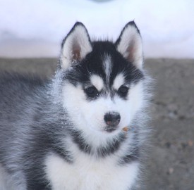 image.jpeg (86.1 КБ, Просмотров: 1773) image.jpeg