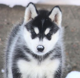 image.jpeg (86.55 КБ, Просмотров: 1656) image.jpeg