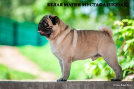 папа.jpg (157.75 КБ, Просмотров: 1159) папа.jpg