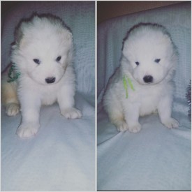 2015-12-12 01.23.57.jpg (577.24 КБ, Просмотров: 1173) 2015-12-12 01.23.57.jpg