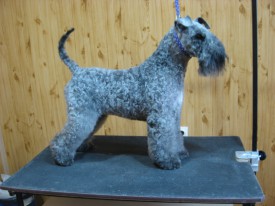 Черри - копия 2.jpg (126.83 КБ, Просмотров: 22549) Черри - копия 2.jpg