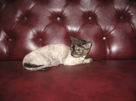 киса 2.jpg (128.95 КБ, Просмотров: 21922) киса 2.jpg