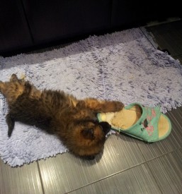 20151212_193324.jpg (172.61 КБ, Просмотров: 3171) 20151212_193324.jpg