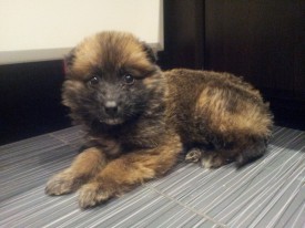 20151212_193341.jpg (183.05 КБ, Просмотров: 3171) 20151212_193341.jpg