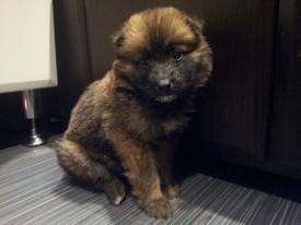 20151212_193424.jpg (178.69 КБ, Просмотров: 3117) 20151212_193424.jpg