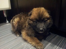 20151212_193556.jpg (193.57 КБ, Просмотров: 3117) 20151212_193556.jpg