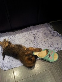 20151216_065718.jpg (185.51 КБ, Просмотров: 3117) 20151216_065718.jpg