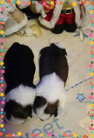 image (11).jpg (47.61 КБ, Просмотров: 1137) image (11).jpg