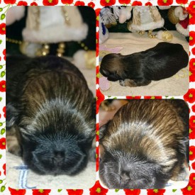 image (9).jpg (83.51 КБ, Просмотров: 1137) image (9).jpg