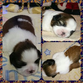 image (7).jpg (77.69 КБ, Просмотров: 1137) image (7).jpg