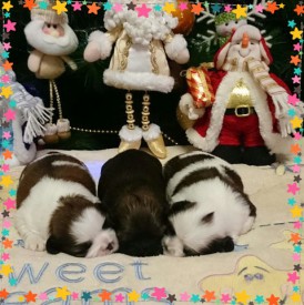 image (10).jpg (75.75 КБ, Просмотров: 1137) image (10).jpg