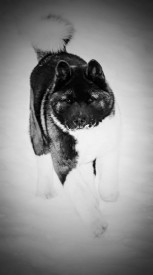 12341071_1949173378640309_5195171575466523203_n.jpg (27.01 КБ, Просмотров: 8083) 12341071_1949173378640309_5195171575466523203_n.jpg