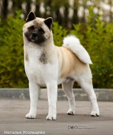 12074844_403129519887742_1314538531445575921_n.jpg (61.01 КБ, Просмотров: 8081) 12074844_403129519887742_1314538531445575921_n.jpg