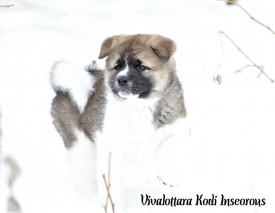 12360239_1948620248695622_8255178572247470643_n.jpg (39.98 КБ, Просмотров: 8665) 12360239_1948620248695622_8255178572247470643_n.jpg