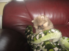 IMG_3414ОБ.jpg (54.48 КБ, Просмотров: 1202) IMG_3414ОБ.jpg