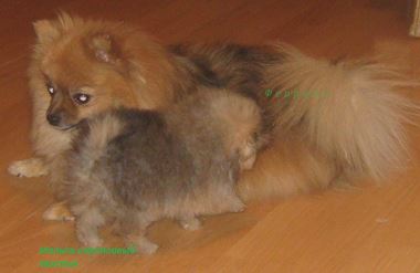 IMG_3428_croped12об.jpg (11.5 КБ, Просмотров: 1254) IMG_3428_croped12об.jpg