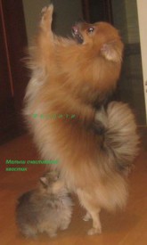 IMG_3431_croped12об.jpg (12.77 КБ, Просмотров: 1202) IMG_3431_croped12об.jpg