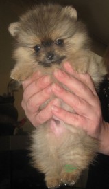 IMG_3417_croped5об.jpg (63.42 КБ, Просмотров: 1198) IMG_3417_croped5об.jpg