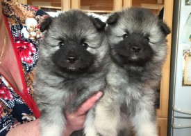 image.jpg (223.61 КБ, Просмотров: 3447) image.jpg