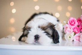 12512718_1954809378078578_2498864382797594020_n.jpg (41.3 КБ, Просмотров: 1098) 12512718_1954809378078578_2498864382797594020_n.jpg