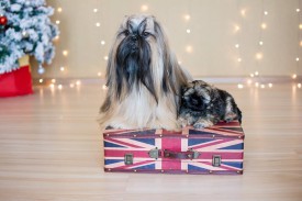 11225730_1954808884745294_2710852883860705443_n.jpg (62.61 КБ, Просмотров: 1098) 11225730_1954808884745294_2710852883860705443_n.jpg