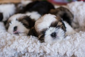 12592702_1954808481412001_9160260168485258402_n.jpg (59.17 КБ, Просмотров: 1167) 12592702_1954808481412001_9160260168485258402_n.jpg